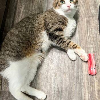 Domestic Short Hair Cats Available for Adoption in Seven Valleys, Pennsylvania - Hades | PetCurious