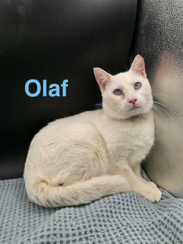 Domestic Short Hair Cats Available for Adoption in Tulsa, Oklahoma - Olaf | PetCurious