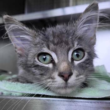 Grunk -  Domestic Medium Hair Cat for Adoption in Asheville, North Carolina - Grunk | PetCurious