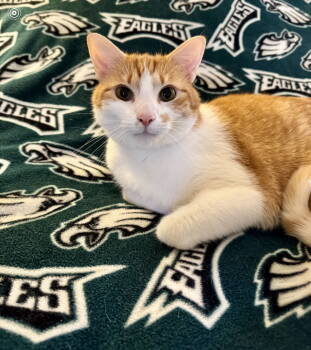 Rescue Domestic Short Hair Cats for Adoption in Newtown Square, Pennsylvania - Bart | PetCurious