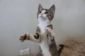 THWACK -  Domestic Short Hair Cat for Adoption in Chestertown, Maryland - THWACK | PetCurious
