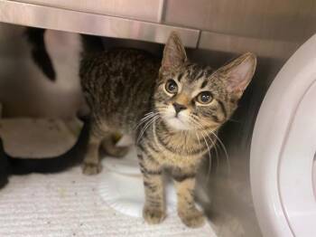 Rescue Domestic Short Hair Cats for Adoption in Fort Wayne, Indiana - MOCHA | PetCurious