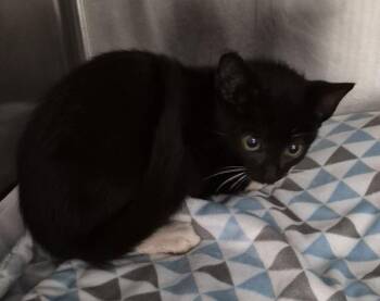 Fb-6 D -  Domestic Short Hair Cat for Adoption in Lawrenceville, Georgia - Fb-6 D | PetCurious