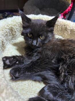 Kamden -  Domestic Long Hair Cat for Adoption in Cumming, Georgia - Kamden | PetCurious