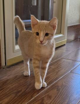 Chief Bogo -  Domestic Short Hair Cat for Adoption in Evergreen, Colorado - Chief Bogo | PetCurious