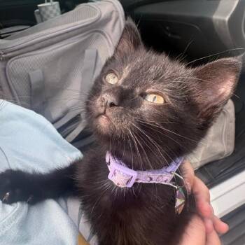 Firefly -  Domestic Medium Hair Cat for Adoption in Westminster, California - Firefly | PetCurious