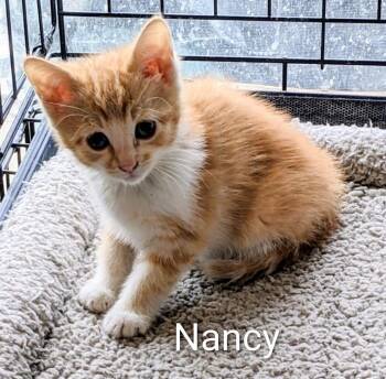 Nancy -  Domestic Short Hair Cat Available for Adoption in Binghamton, New York - Nancy | PetCurious