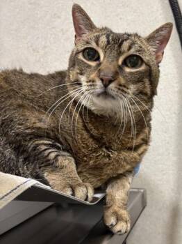 Domestic Short Hair Cats Available for Adoption in Honolulu, Hawaii - Amelia | PetCurious