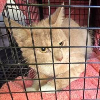 Lyla -  Domestic Short Hair Cat for Adoption in Bristol, Indiana - Lyla | PetCurious