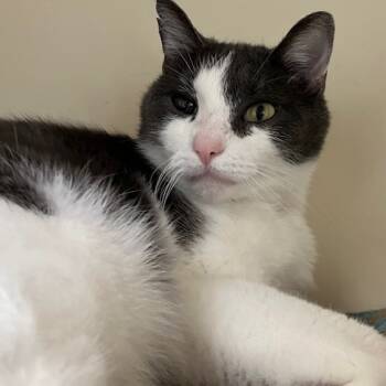 Rescue Domestic Short Hair Cats for Adoption in La Grange, Kentucky - Larry | PetCurious