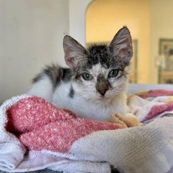 MANGO -  Domestic Short Hair Cat for Adoption in Riverside, California - MANGO | PetCurious