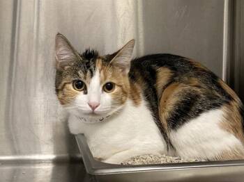 Domestic Short Hair Cats Available for Adoption in Tustin, California - HARPER | PetCurious