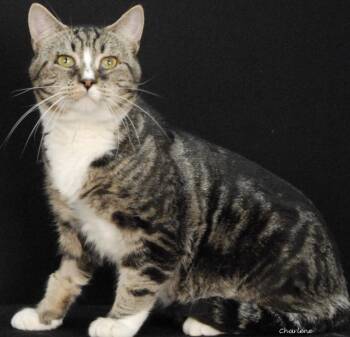 Belt Buckle -  Domestic Short Hair Cat for Adoption in Newland, North Carolina - Belt Buckle | PetCurious