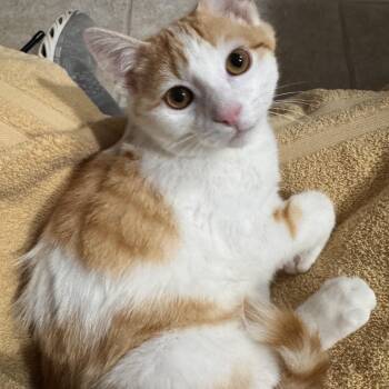 Domestic Short Hair Cats Available for Adoption in Mokena, Illinois - Pee Wee | PetCurious