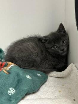 Topaz -  Domestic Short Hair Cat for Adoption in West Chester, Pennsylvania - Topaz | PetCurious