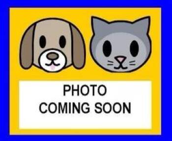 A825988 -  Domestic Short Hair Cat for Adoption in San Antonio, Texas - A825988 | PetCurious