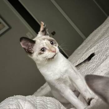 Connie -  Siamese Cat for Adoption in Melrose, Massachusetts - Connie | PetCurious