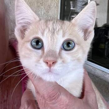 LLRF-Stray-137_2 -  Domestic Short Hair Cat for Adoption in Calimesa, California - LLRF-Stray-137_2 | PetCurious
