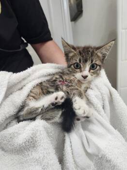 Domestic Short Hair Cats Available for Adoption in San Antonio, Texas - HOLIDAY | PetCurious