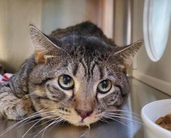 Domestic Short Hair Cats Available for Adoption in Kansas City, Missouri - Kenneth Barn Cat | PetCurious