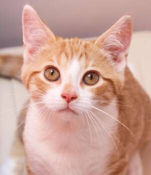 Citron -  Domestic Short Hair Cat for Adoption in Cincinnati, Ohio - Citron | PetCurious