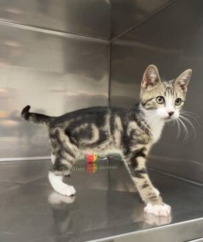 Hacksaw -  Domestic Short Hair Cat for Adoption in Montville, New Jersey - Hacksaw | PetCurious