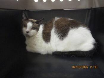 Domestic Short Hair Cats Available for Adoption in Marietta, Georgia - Sweetpea(640) | PetCurious