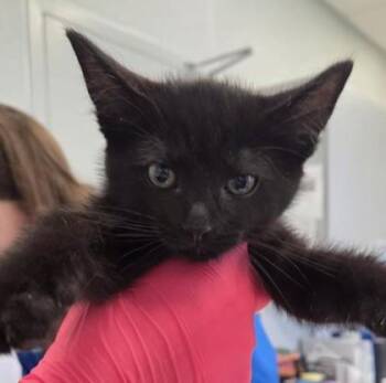 Fiyero (no collar) -  Domestic Short Hair Cat for Adoption in Lafayette, Indiana - Fiyero (no Collar) | PetCurious
