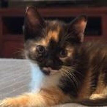 Indra -  Domestic Short Hair Cat for Adoption in Cumming, Georgia - Indra | PetCurious
