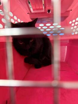 Sf30 D -  Domestic Short Hair Cat for Adoption in Lawrenceville, Georgia - Sf30 D | PetCurious