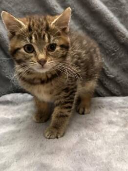 Spring Roll (green collar) -  Domestic Short Hair Cat for Adoption in West Peoria, Illinois - Spring Roll (green Collar) | PetCurious
