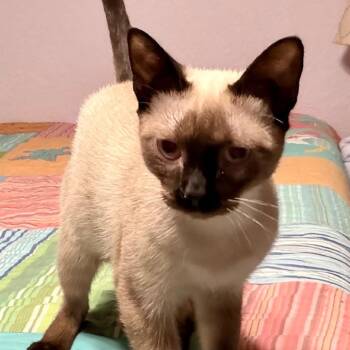 Will Work For Treats -  Siamese and Domestic Short Hair Cat for Adoption in Boerne, Texas - Will Work For Treats | PetCurious