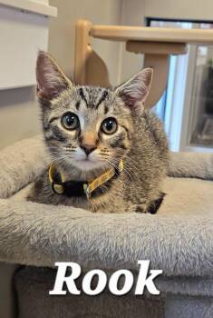 Rook -  Domestic Short Hair Cat for Adoption in Sidney, Ohio - Rook | PetCurious
