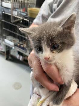 Cain - At shelter -  Domestic Short Hair Cat for Adoption in Rustburg, Virginia - Cain - At Shelter | PetCurious
