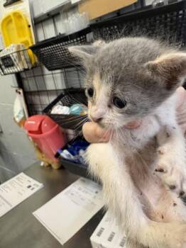 Lemonade -  Domestic Short Hair Cat for Adoption in Mobile, Alabama - Lemonade | PetCurious