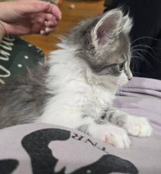 Mochi -  Domestic Short Hair and Domestic Medium Hair Cat for Adoption in Mount Laurel Township, New Jersey - Mochi | PetCurious