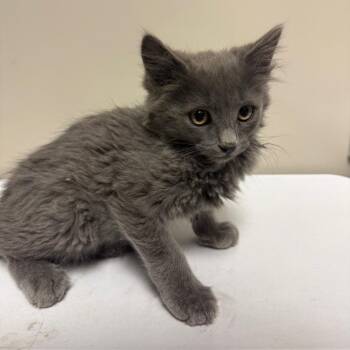 Gabriel -  Domestic Medium Hair Cat for Adoption in Reno, Nevada - Gabriel | PetCurious