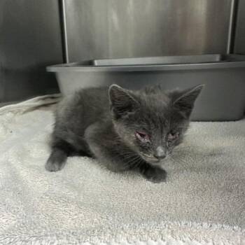 Mitchell -  Domestic Short Hair Cat for Adoption in Indianapolis, Indiana - Mitchell | PetCurious