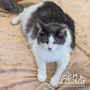 Rescue Domestic Medium Hair Cats for Adoption in Irvine, California - CAT STEVENS | PetCurious