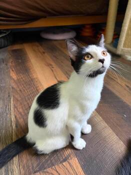 Gherkin -  Domestic Short Hair Cat for Adoption in Rochester, New Hampshire - Gherkin | PetCurious