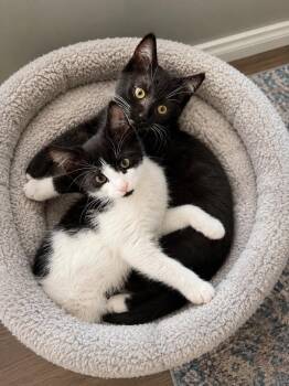 Taki -  Domestic Short Hair Cat for Adoption in Ephrata, Washington - Taki | PetCurious