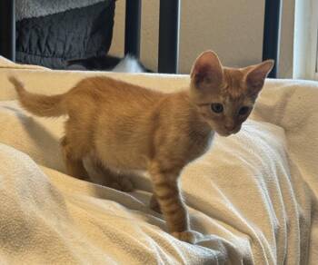 Sol -  Tabby Cat for Adoption in Noble, Oklahoma - Sol | PetCurious