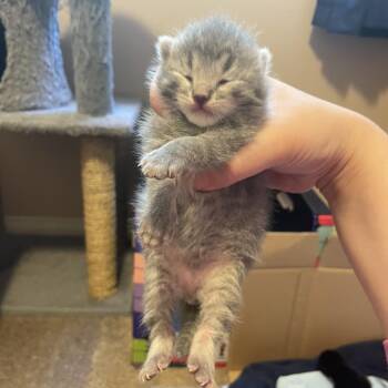 Stew Meat -  Domestic Short Hair Cat for Adoption in Calgary, Alberta - Stew Meat | PetCurious