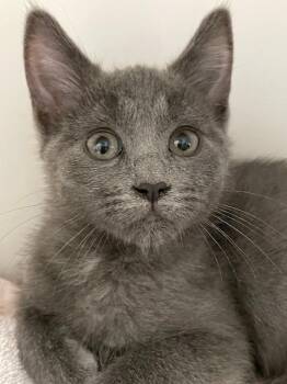 Domestic Short Hair Cats Available for Adoption - Asher | PetCurious