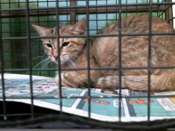 Domestic Short Hair Cats Available for Adoption in Houston, Texas - SPROUT | PetCurious