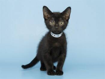 JAGUAR -  Domestic Long Hair Cat for Adoption in Phoenix, Arizona - JAGUAR | PetCurious