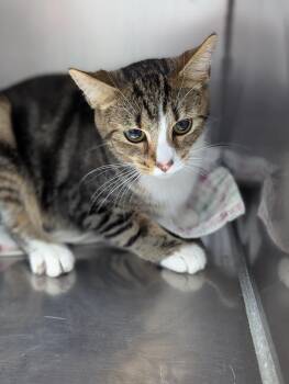 Rescue Domestic Short Hair Cats for Adoption in Mount Vernon, Ohio - Delaney | PetCurious