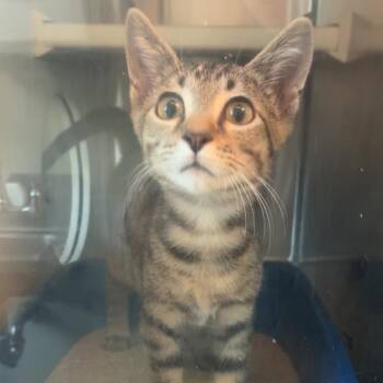 9-to-5 -  Domestic Short Hair Cat for Adoption in Norman, Oklahoma - 9-to-5 | PetCurious