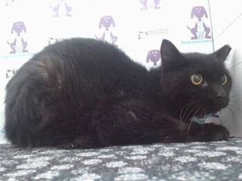 Rescue Domestic Short Hair Cats for Adoption in Orlando, Florida - HERO | PetCurious