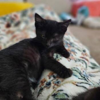 Selah -  Domestic Short Hair Cat for Adoption - Selah | PetCurious